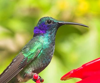 Green Violet-Ear Portrait