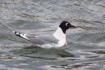 Adult plumage