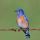 Western Bluebird