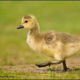 Canada Goose Chick