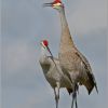 Sandhill Crane