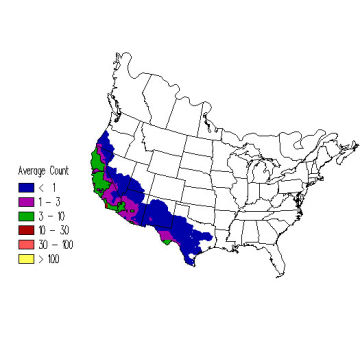 Black Phoebe winter distribution map