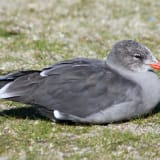 Adult non-breeding plumage
