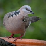 Spotted Dove