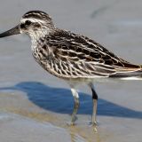 Non-breeding plumage