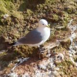 Black-legged Kittiwake