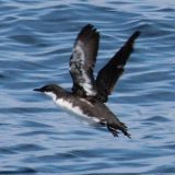 Craveri's Murrelet