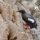 Pigeon Guillemot