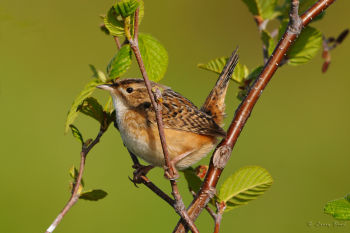 Sedge Wren