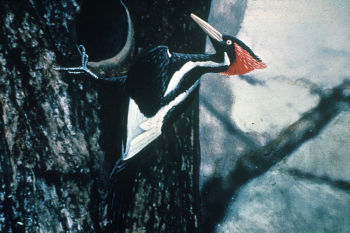 Hand coloured photo of a male by  Jerry A. Payne from a B&W taken by Arthur A. Allen in 1935