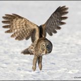 Great Gray Owl