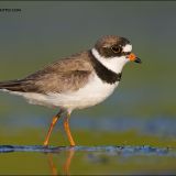 Semipalmated Plover