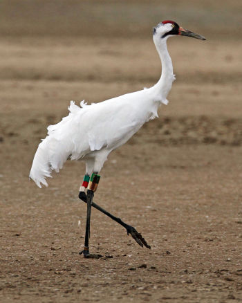 Whooping Crane