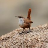 Canyon Wren