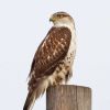 Ferruginous Hawk