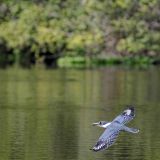 In flight taken in Poconé, Mato Grosso, BR