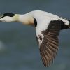 Common Eider