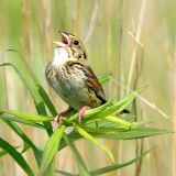 Singing - Nelson Lake FP - Kane County, Illinois - June 2009