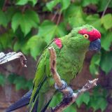 Thick-billed Parrot