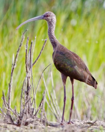 Merced National Wildlife Refuge, California