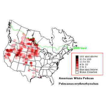 American White Pelican distribution map