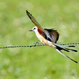 Scissor-tailed Flycatcher