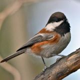 Chestnut-backed Chickadee