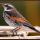 Dusky Thrush