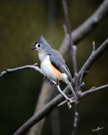 Tufted Titmouse