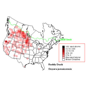 Ruddy Duck distribution map