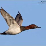 Male in flight