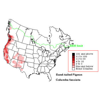 Band-tailed Pigeon distribution map