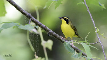 Male Kentucky Warbler