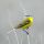 Yellow Wagtail