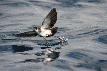 White-faced Storm-Petrel