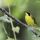 Kentucky Warbler