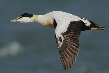 A drake Common Eider in flight. Image taken at Fife Ness, Fife, Scotland.