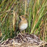 Great Bay Boulevard Wildlife Management Area/Tuckerton Marshes, Ocean county, New Jersey - October 2012