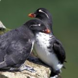 Parakeet Auklets