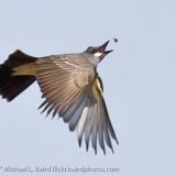 Catching a Fly - Goldtree, California, US - February 12, 2011