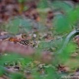 Pechora Pipit