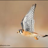 Male Kestrel in flight
