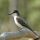 Gray Kingbird