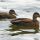American Black Duck