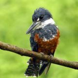 Female - Esquinas Rainforest Lodge, Costa Rica