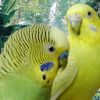 Budgerigar