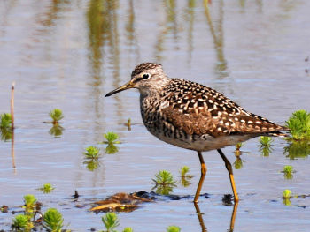 Breeding plumage - April 22.