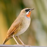 Siberian Rubythroat