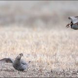 Male greater prairie chickens, doing battle!