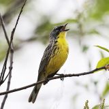 Kirtland's Warbler Singing